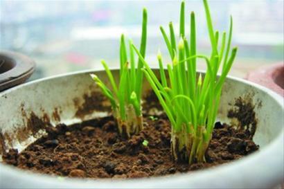 啥菜好种不用管 a88dmb4946305980527.jpg