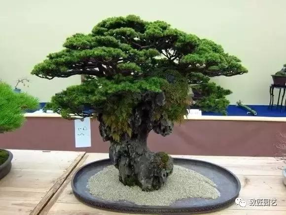 日本盆景展上的百年佳作