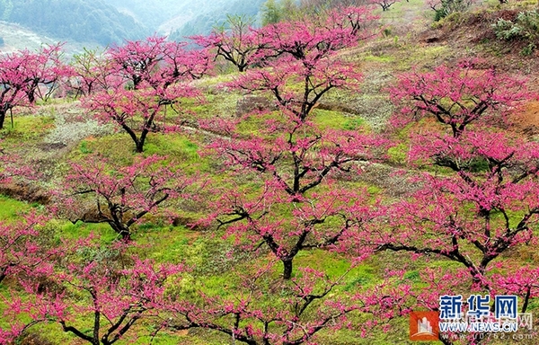 3月5日,河源连平上坪镇,漫山遍野的桃花.(彭欣摄)