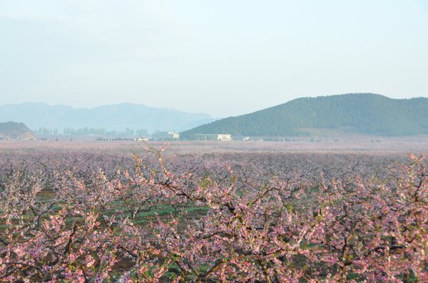 北京平谷2017年桃花节