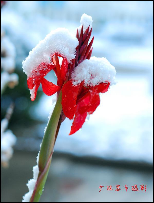 雪地里的鲜花