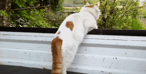 猫叔 趴在车尾悠闲地摇着尾巴 猫咪除了高冷之外,其实还有很多暖心的