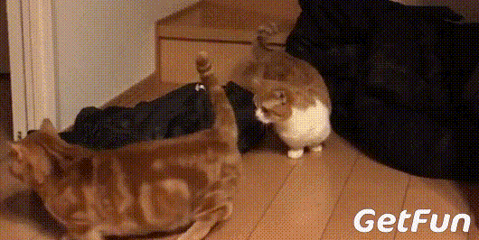 这两只橘色小短腿猫咪的日常,有一种复制的呆萌感