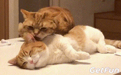 这两只橘色小短腿猫咪的日常,有一种复制的呆萌感