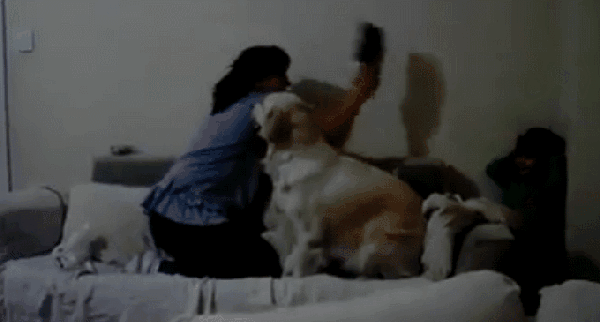 女主人要拿拖鞋打小孩 汪星人表示有特别劝架技能