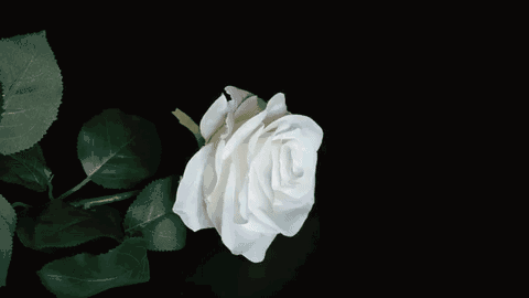 找一支玫瑰布花,拔出花朵