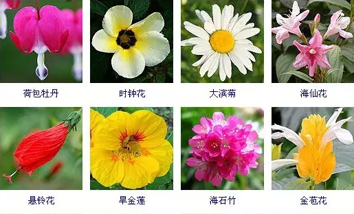 400多种常见花卉图谱,收藏起来!以后肯定有用!