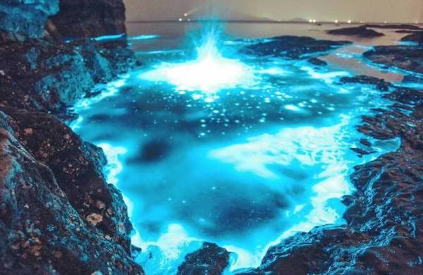 荧光海滩是海水富营养化的先兆