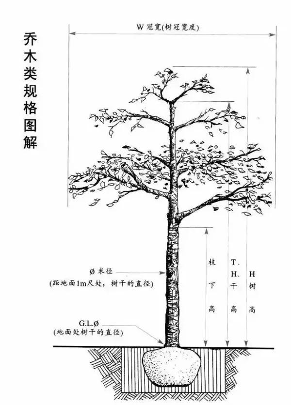苗木通常可分为乔木类,灌木类,棕榈及苏铁类,竹类和木质藤本等.