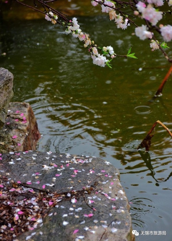 却怜春雨打落花.