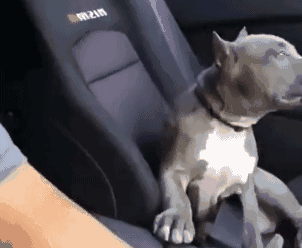 小汪直接被吓懵逼了 双手抓着椅背,各种惊恐不安: 这表情和动作真是神