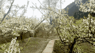 眉山樱花博览会注定要轰动全国