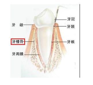 从图上我们看出,牙齿由牙槽骨包裹的,牙齿就像种在牙槽骨里边,牙根就