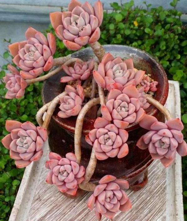 4,露娜莲