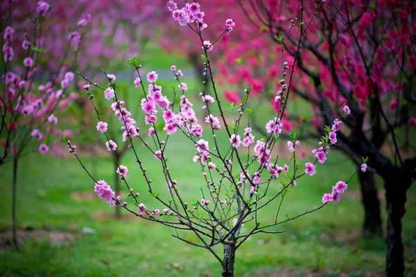 三月桃花雨简谱_三月桃花心中开简谱(3)