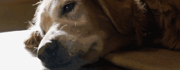 《一条狗的使命》深陷虐狗风波,在国外评分很低!