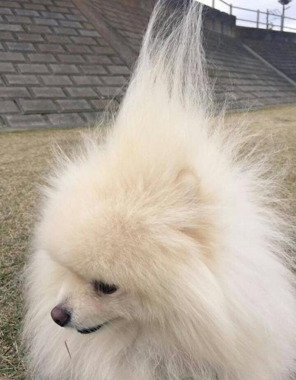 博美犬的奇葩造型亮相,时不时的给你摆一个爆炸头的发型,真的是一只傻