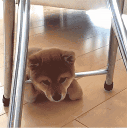 眉头深锁的忧郁柴犬!这生无可恋的样子～好想抱抱