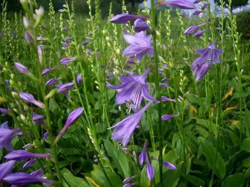 紫娇花 让我们一起期待这些海绵公园 建成后,成为福州一道美美的风景