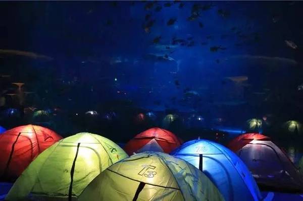 秒杀所有海洋馆,酷炫又奇妙的亲子夜宿一定是这个!