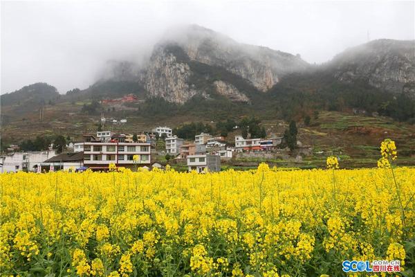 一年一度的"2017双沙菜花旅游文化开放月"活动开幕式在古蔺县双沙镇