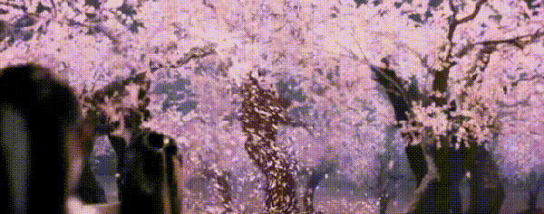 二月杏花三月樱花 如今昆明已满城春色关不住