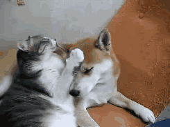 壁纸 动物 狗 狗狗 245_184 gif 动态图 动图