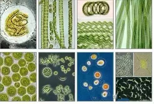 藻类植物体形态多样,许多种藻类要用显微镜或是电镜才能观察清楚.