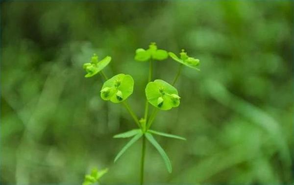 或者是田间有很多的猫眼睛,从小妈妈就告诉我,这种野草千万不能随便摸