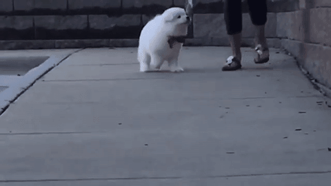 出生七周的萨摩耶简直是萌到爆!