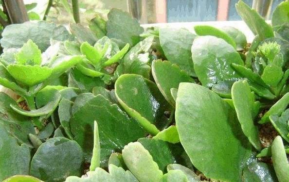 多肉植物怎么用叶扦插 a8wz9g4482315720296.jpg