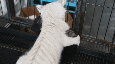 【大事件】白虎