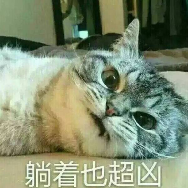 猫咪表情图文包 a1aymz72268925230405.jpeg