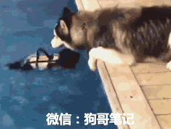 然后毫无考虑的直接张嘴叼起了还在水池中扑腾的小狗崽.