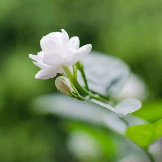 香人口诗句_春天的诗句