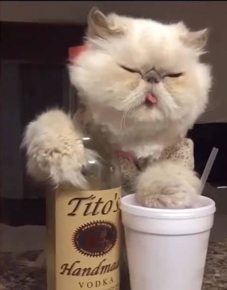这只猫长得很丑,但主人却做着令人感动的事