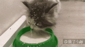 太暖啦~ 5000张成精,蠢萌,蛇精病喵星人动态图, 关注猫了个咪(公众号