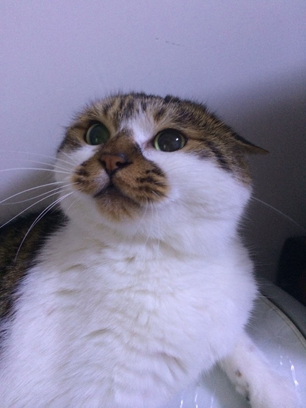 猫咪耳朵平贴的样子,也就是俗称的「开飞机」,「开飞机」的猫咪心情