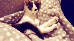 猫咪无聊地自娱自乐,玩自己的尾巴玩得不亦乐乎