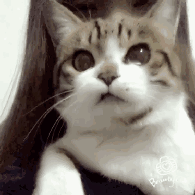 娱乐频道-手机搜狐