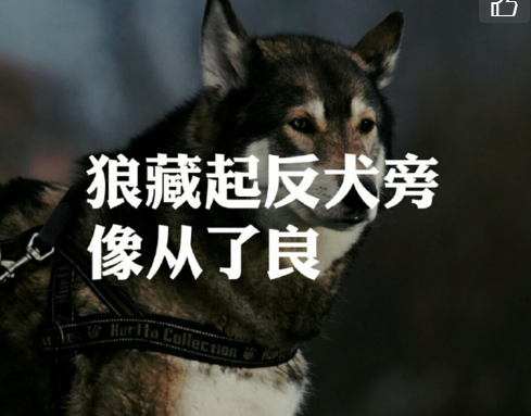 狼藏起反犬旁像从了良!扎心了我的段子手老薛!