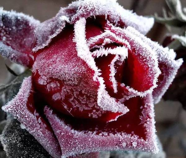 雪中玫瑰,美到心醉!