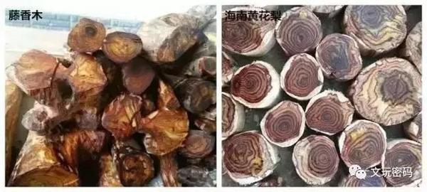 藤香木和海黄,你分得清吗?