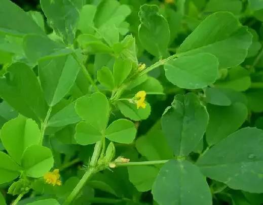 这些桐庐山野间的野菜,你都尝过吗?