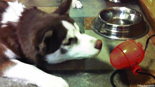 以淋巴液及外耳道表皮的鳞屑为食.危害为在动物之间有很强的传染性.