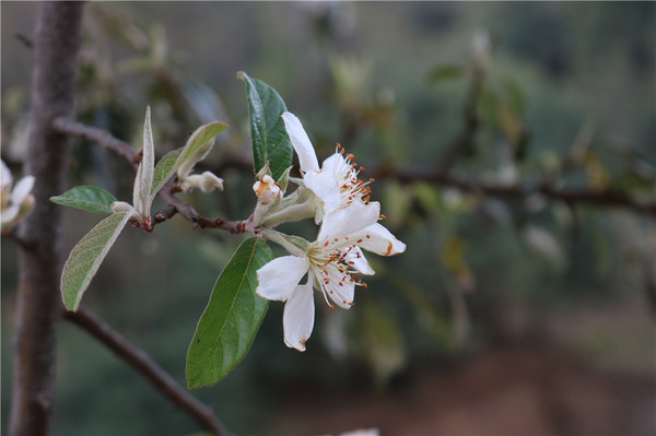 多依花