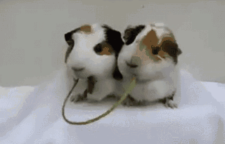 劲爆搞笑四十图美女,你的驾驶证是超市送的吗?-笑话