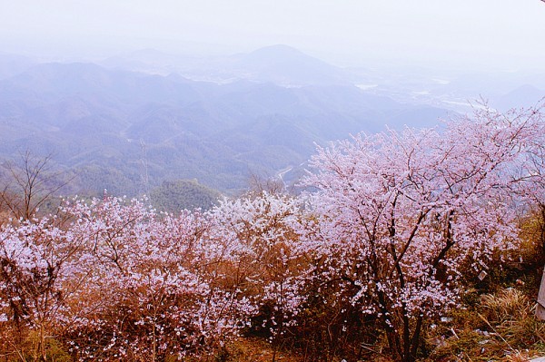 去赤壁葛仙山赏漫山野樱花,再不去看花儿要谢了