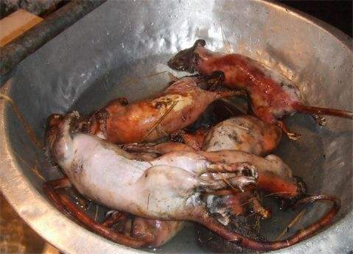 曾经有一篇报道介绍了广东一家出售猫肉的餐厅,他们让猫在死之前不断