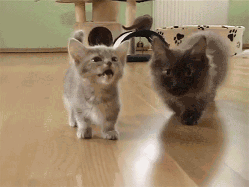 住的地方不适合养猫? 那这些猫咪咖啡馆你一定要记住了!